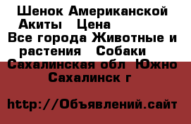 Шенок Американской Акиты › Цена ­ 35 000 - Все города Животные и растения » Собаки   . Сахалинская обл.,Южно-Сахалинск г.